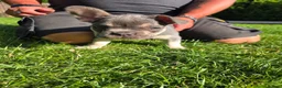 French Bulldog dogs for sale: French Bulldog puppies  - Advert 9