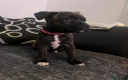 Staffordshire Bull Terrier dogs for sale: Staffordshire Bull Terrier Pups  - Image 7