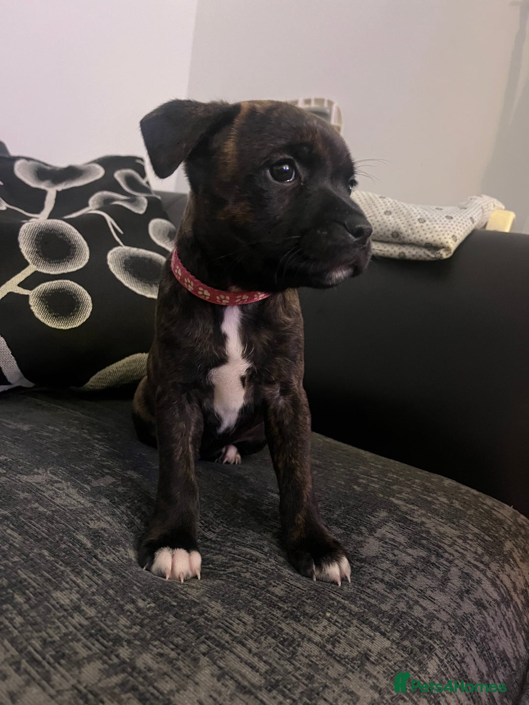 Staffordshire Bull Terrier dogs for sale: Staffordshire Bull Terrier Pups  - Image 7