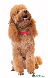 Miniature Poodle dogs Stunning Red Mini Poodle Stud, DNA Tested Clear. in Market Drayton - Advert 5