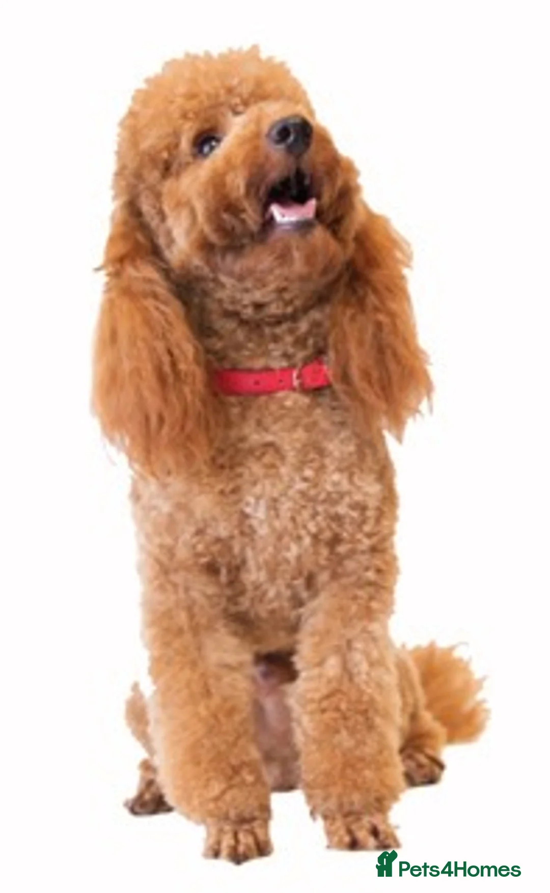 Miniature Poodle dogs for stud: Stunning Red Mini Poodle Stud, DNA Tested Clear. in Market Drayton - Advert 1