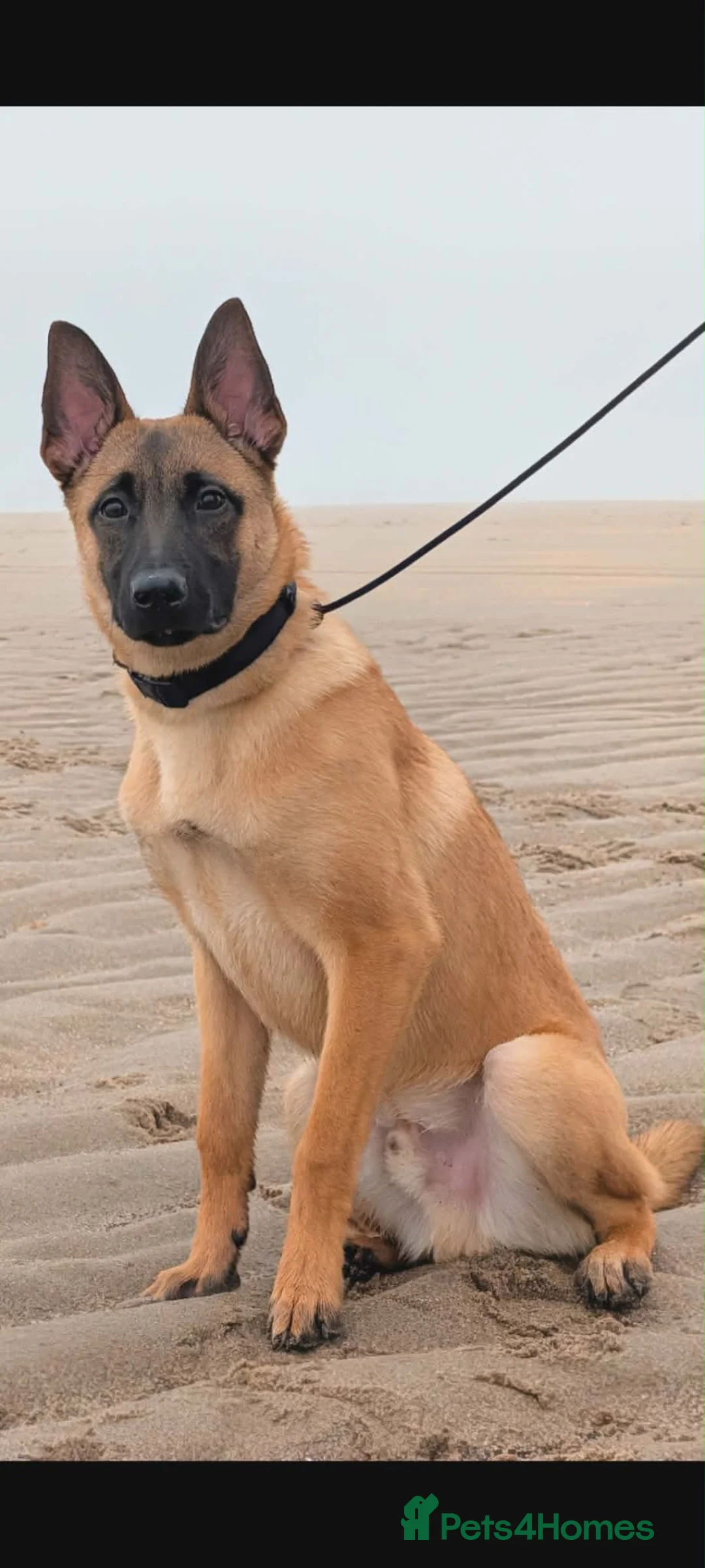 Belgian Shepherd Dog dogs for sale: 12 month maili in Boston - Advert 3
