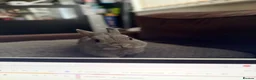Netherland Dwarf rabbits for sale: 🐰Netherland Dwarf Rabbit for Sale–Friendly & Calm in Swanley - Advert 4