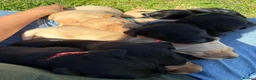 Labrador Retriever dogs for sale: Want something different? Black and Tan Labrador  in Bridgwater - Advert 7