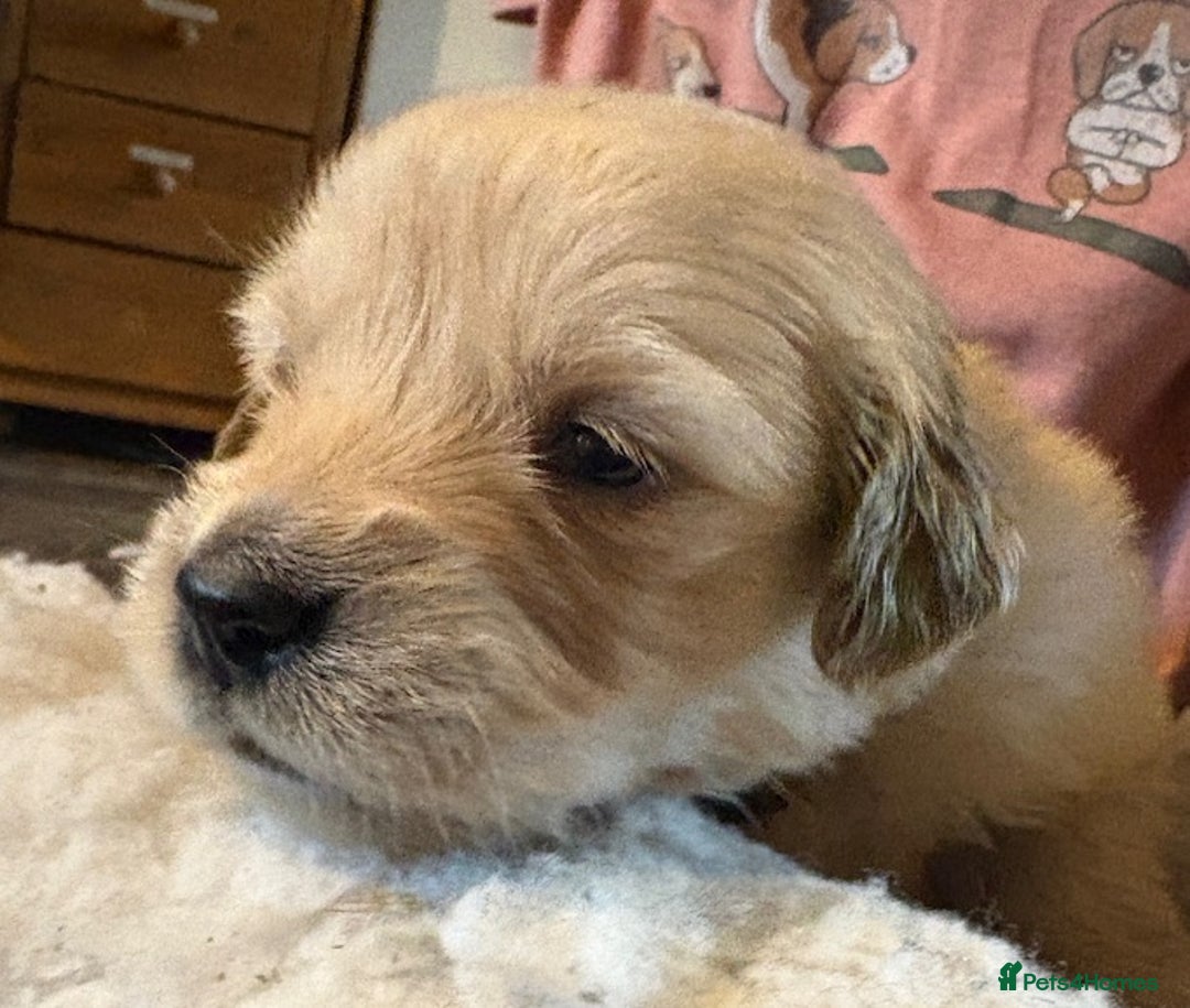 Golden Retriever dogs for sale: Gorgeous KC Registered Goldies. 5 Star Reg.Breeder - Advert 11