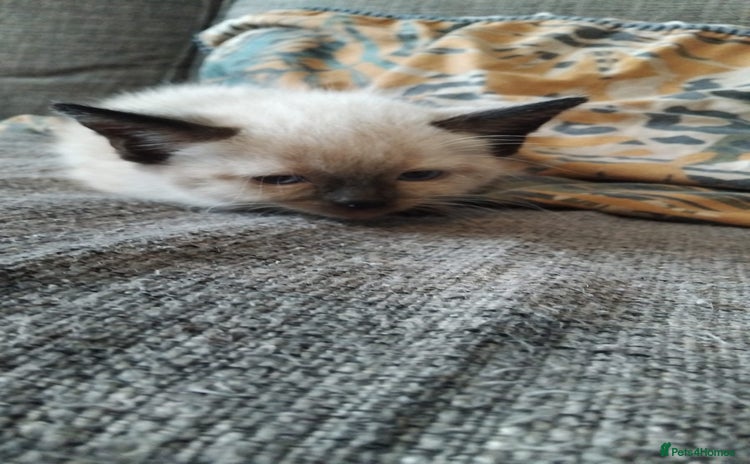 British Shorthair cats - Advert 1
