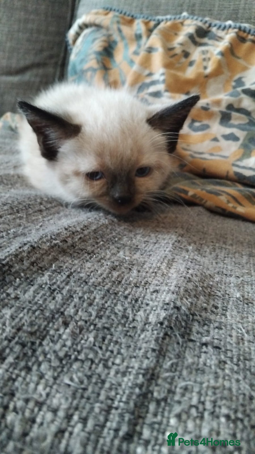 British Shorthair cats for sale: Beautiful kitten - Image 1
