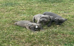 Staffordshire Bull Terrier dogs for sale: Adorable KC Reg/Health Tested SBT Puppies - Image 6