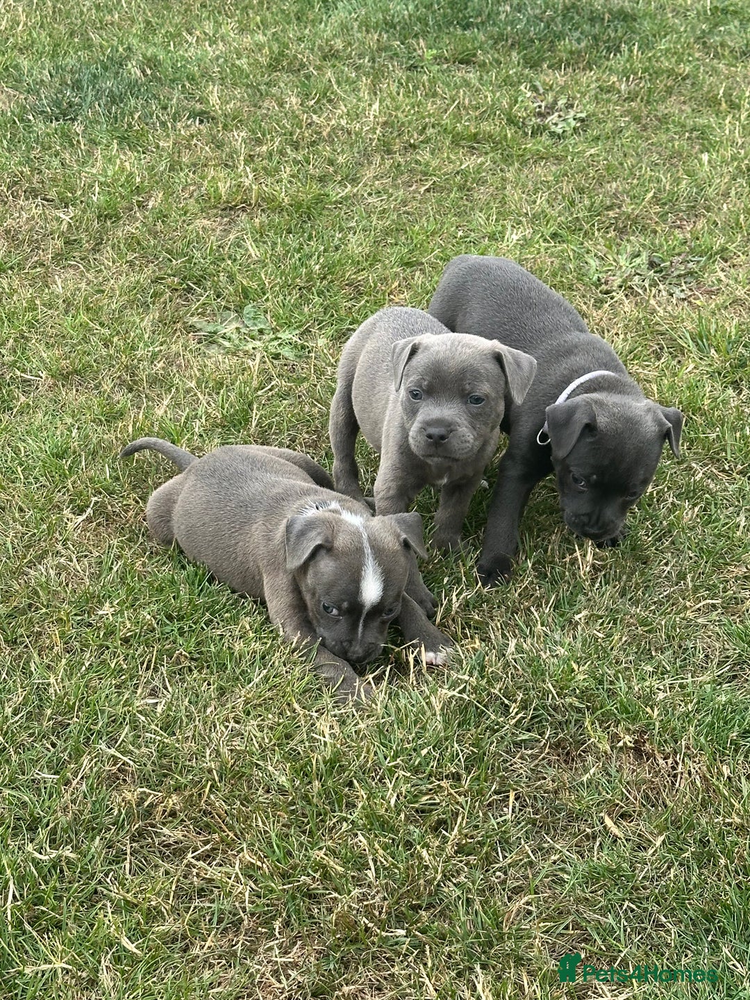 Staffordshire Bull Terrier dogs for sale: Adorable KC Reg/Health Tested SBT Puppies - Image 6