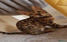 Bengal cats for sale: Amazing Bengal kittens 🥰 last boy left ❤️ in Corby - Image 4