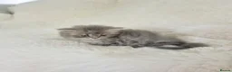 Maine Coon cats for sale: Maine coon x persian kitten for sale  - Advert 7