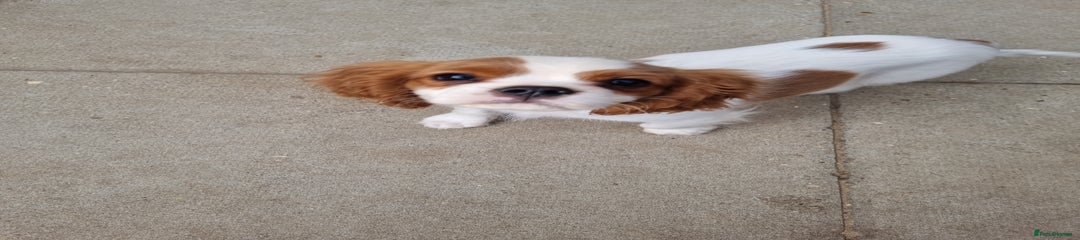 Cavalier King Charles Spaniel Puppy 2
