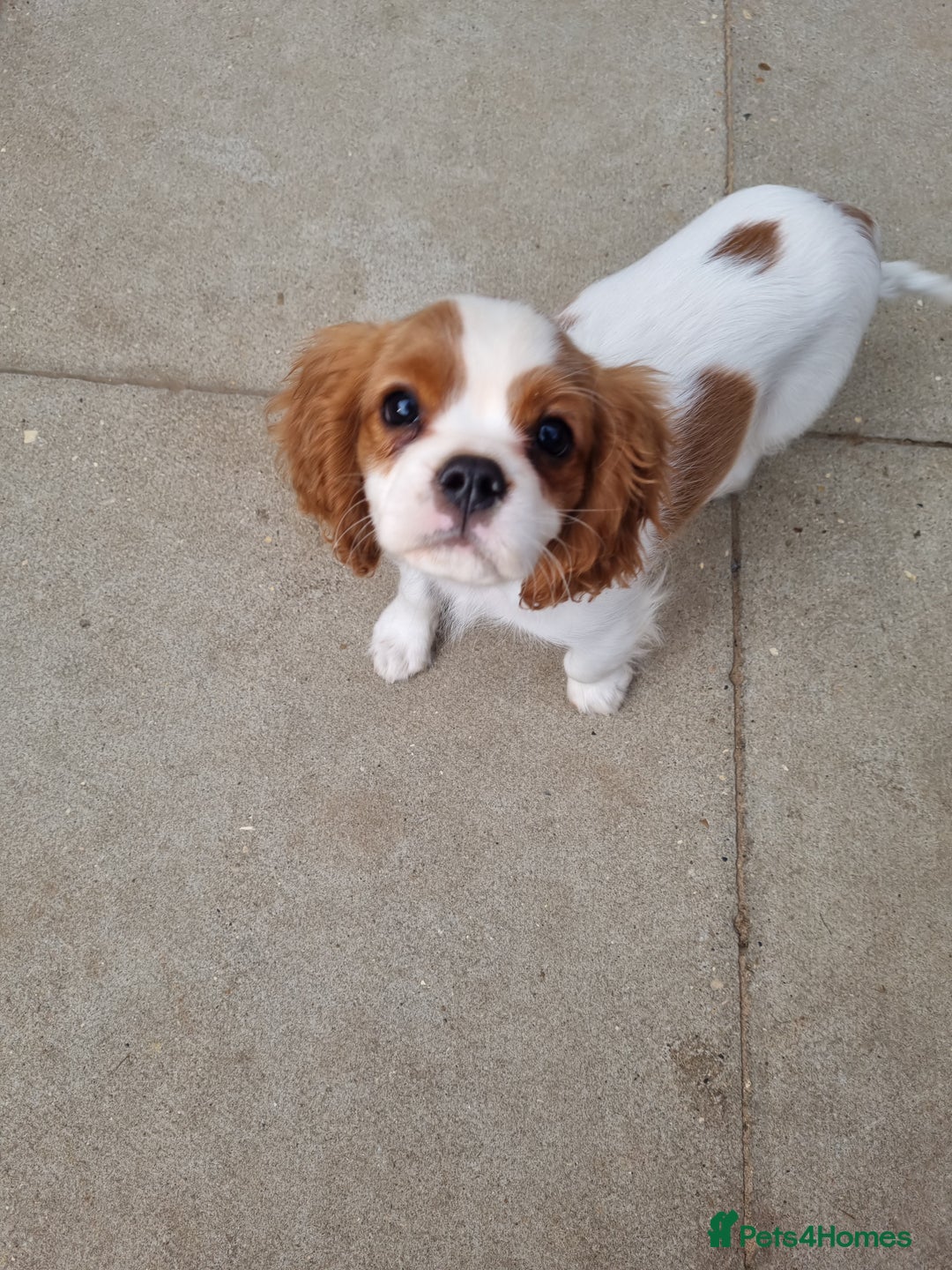 Cavalier King Charles Spaniel dogs for sale: Beautiful Blenheim puppies  - Image 20