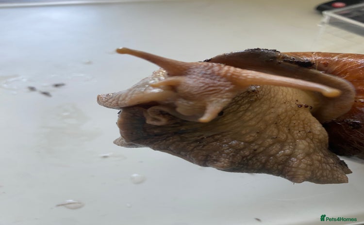 Snails invertebrates - Advert 2