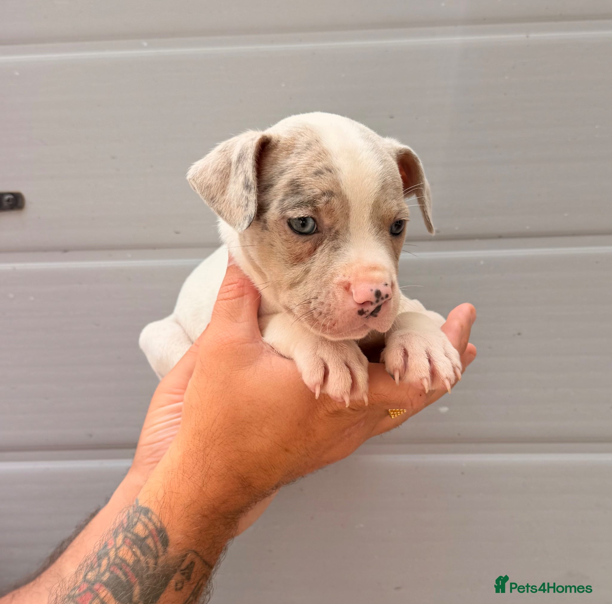 Staffordshire Bull Terrier dogs STAFFY PUPS 3 LEFT  - Advert 8