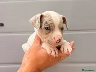 Staffordshire Bull Terrier dogs STAFFY PUPS 3 LEFT - Advert 9