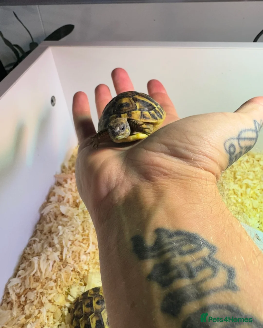 Tortoise reptiles for sale: Hermanns tortoise - Advert 1