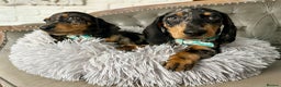 Miniature Dachshund dogs for sale: READY NOW Miniature Dachshund Puppies - Advert 9