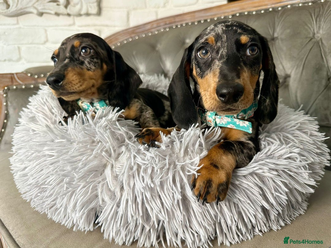 Miniature Dachshund dogs for sale: READY NOW Miniature Dachshund Puppies - Advert 9