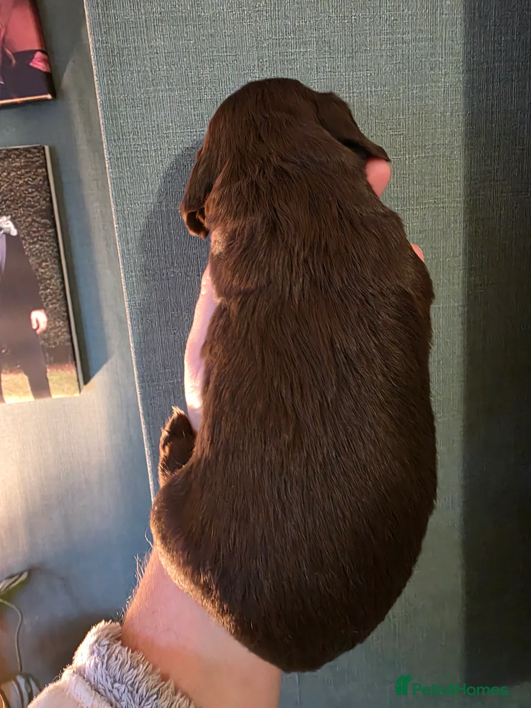 Cocker Spaniel dogs for sale: Choc roan cocker spaniel pups  - Advert 33