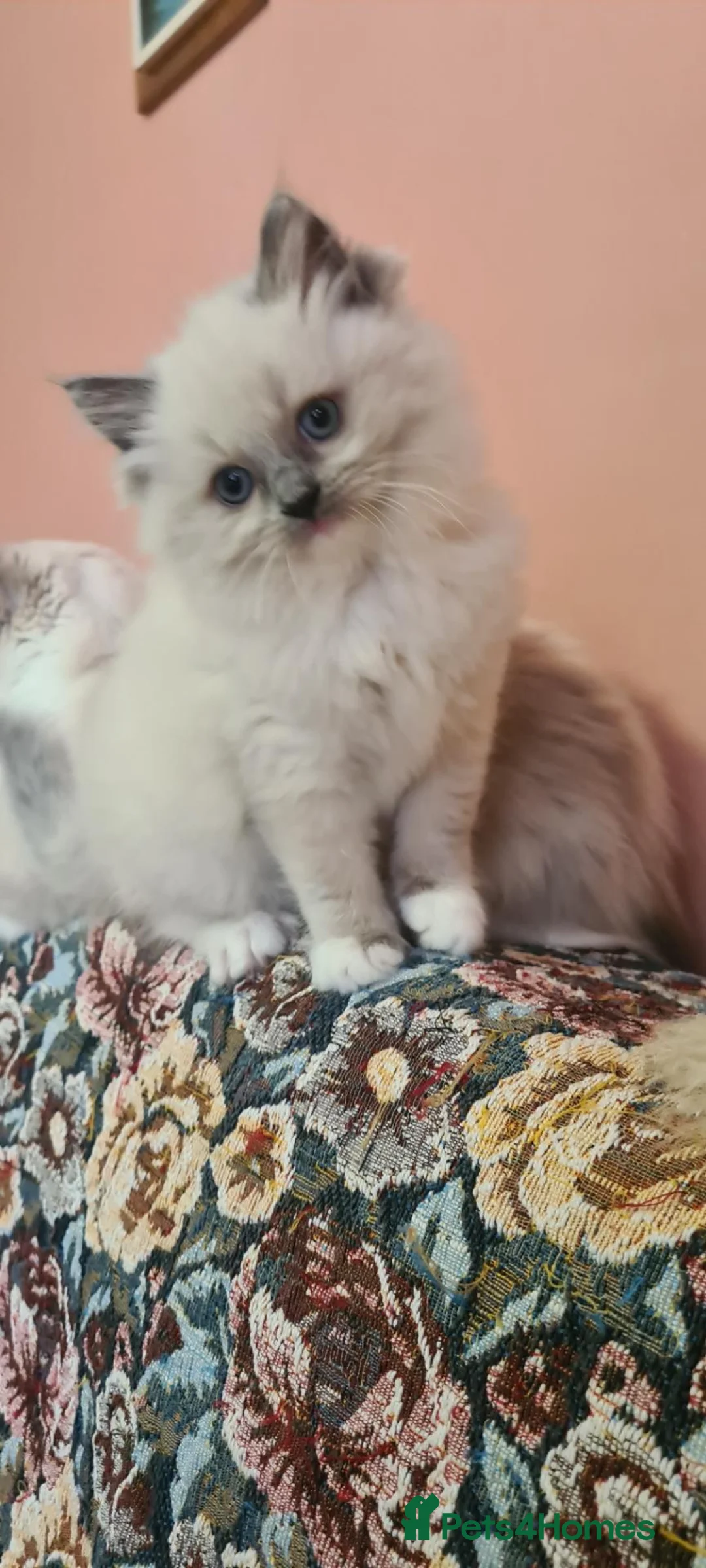 Ragdoll cats for sale: Adorable ragdoll kitten for sale - Advert 6