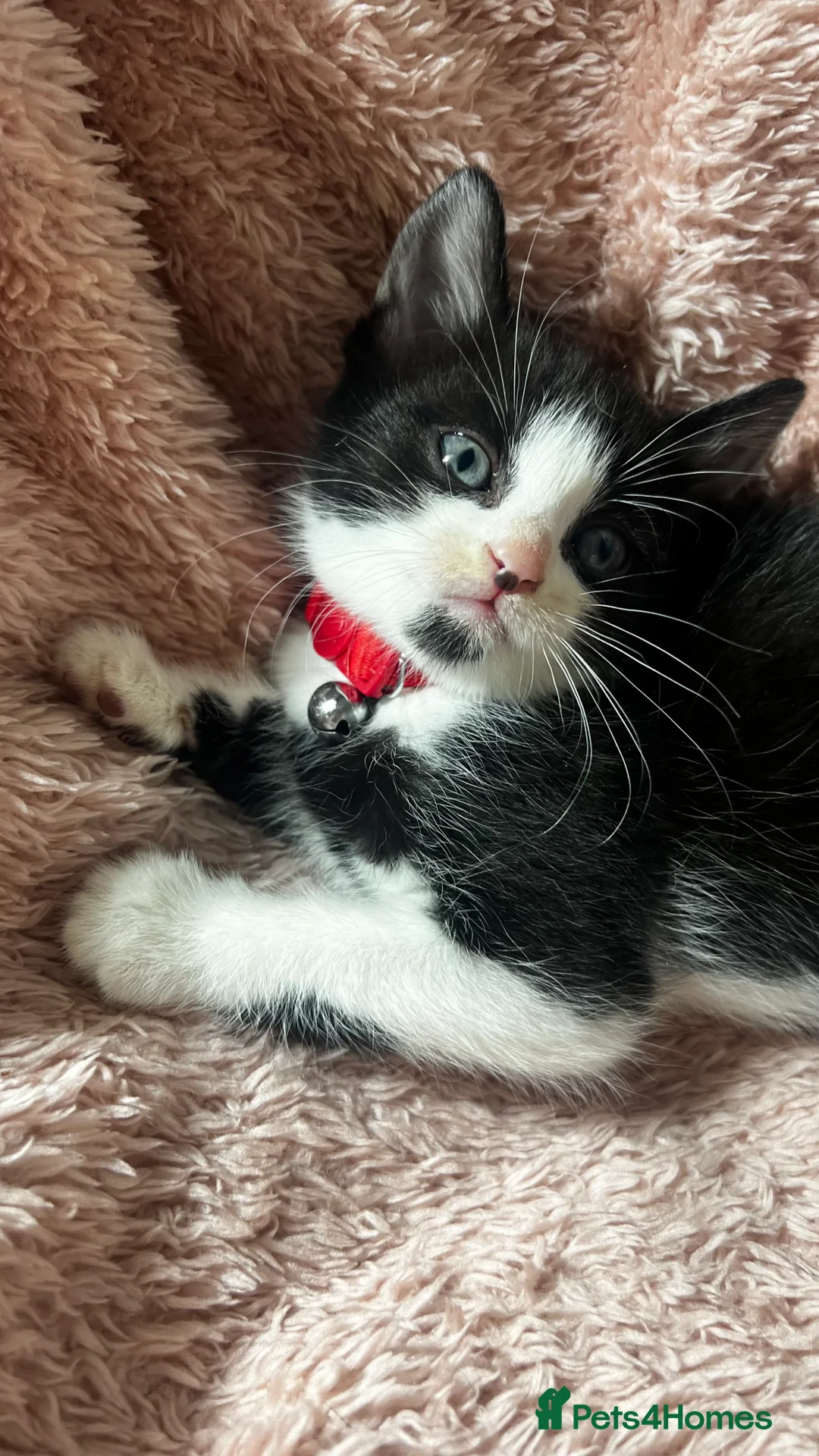 Domestic Shorthair cats for sale: Tuxedo Boy Ready To go Now❤️ - Advert 3