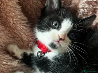 Domestic Shorthair cats Tuxedo Boy Ready To go Now❤️ - Advert 4