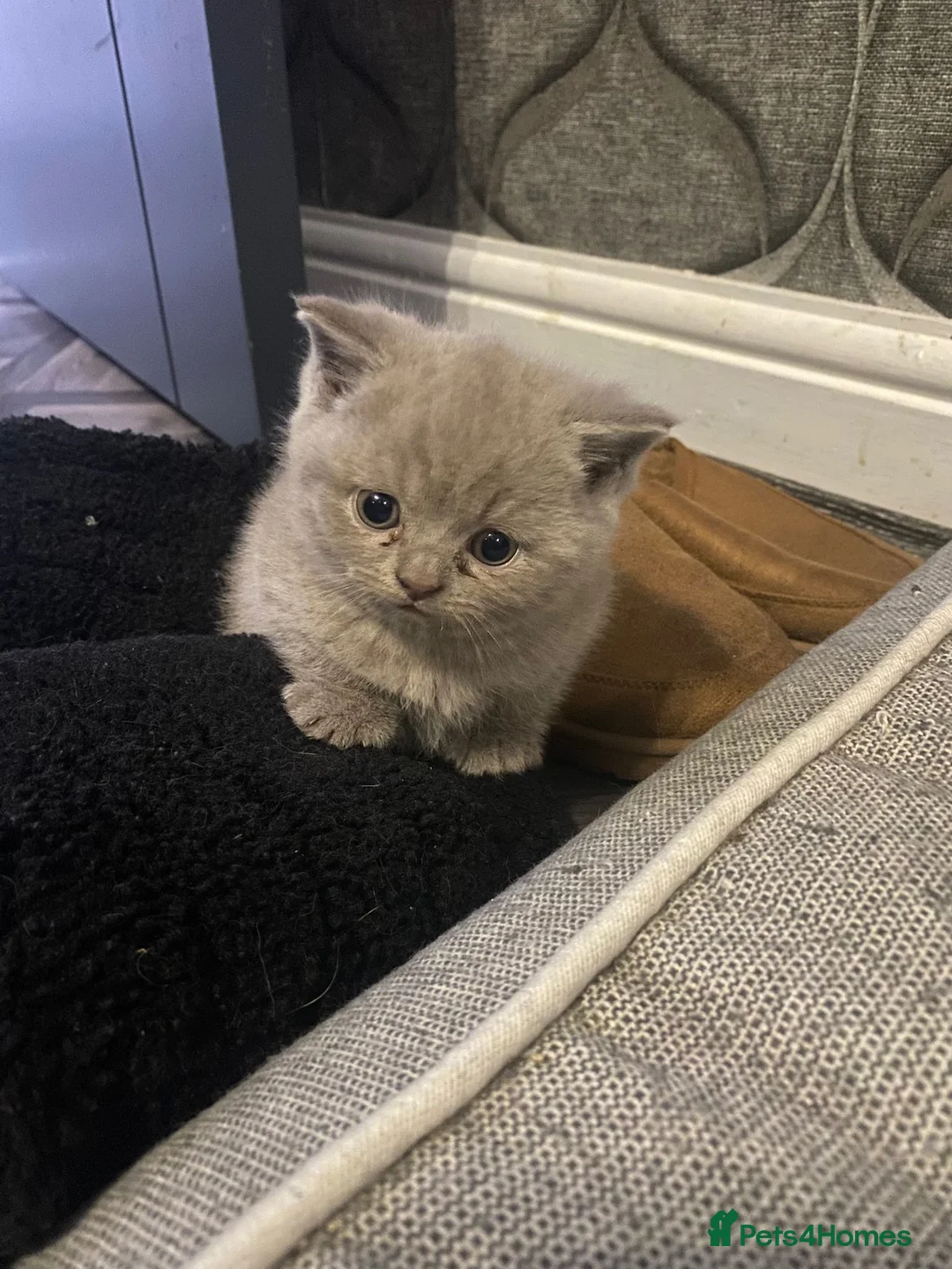 British Shorthair cats for sale: British shorthair snd scottish fold  - Advert 2