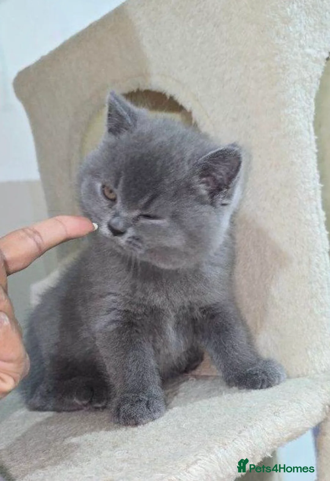 British Shorthair cats for sale: Two British short haired cats - Advert 6