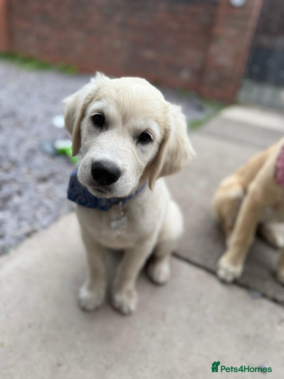 Golden Retriever dogs for sale: Golden Retriever Boy - Advert 3