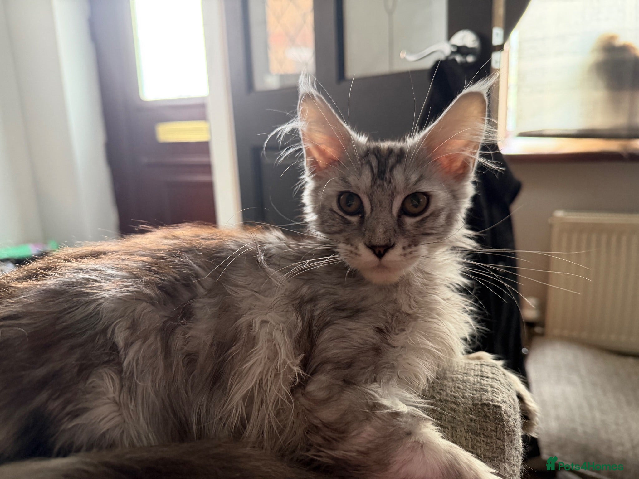 Maine Coon cats silver boy - Advert 2