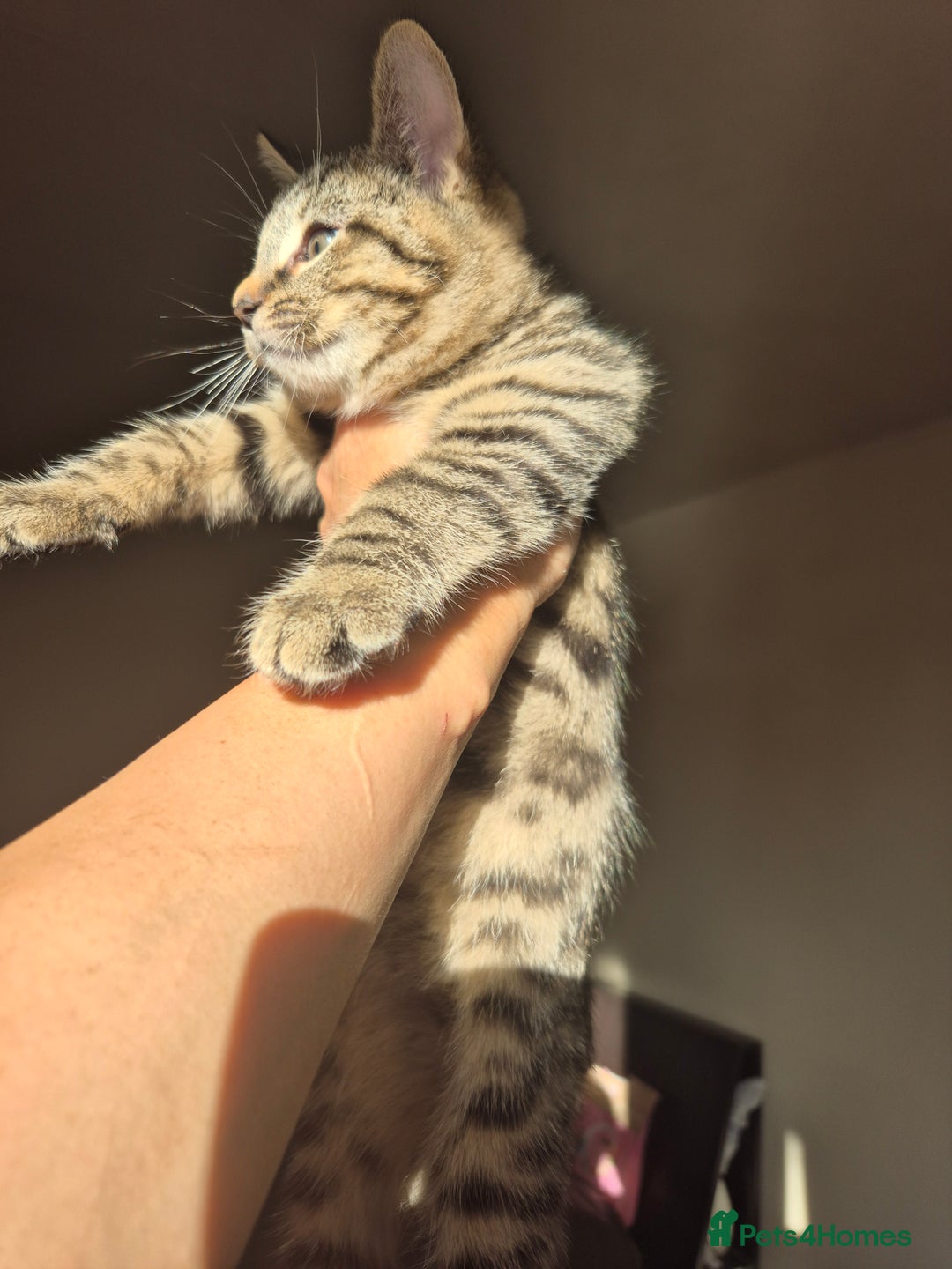 Mixed Breed cats for sale: 5 lovely affectionate kitten looking for home - Advert 13