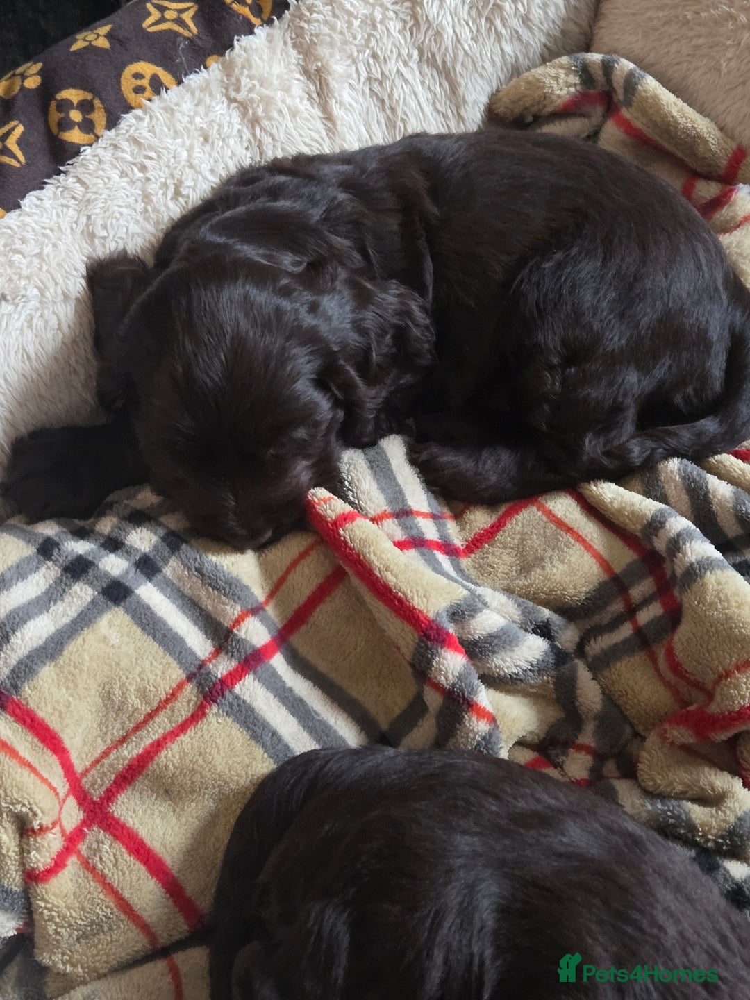 Cocker Spaniel dogs for sale: Cocker Spaniel Show type Chocolate Puppies  - Image 3