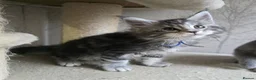 Maine Coon cats for sale: LAST BOY! TiCA Registered Maine Coon Kittens - Advert 5