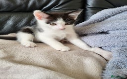 Mixed Breed cats for sale: 2 kittens for sale - Image 7