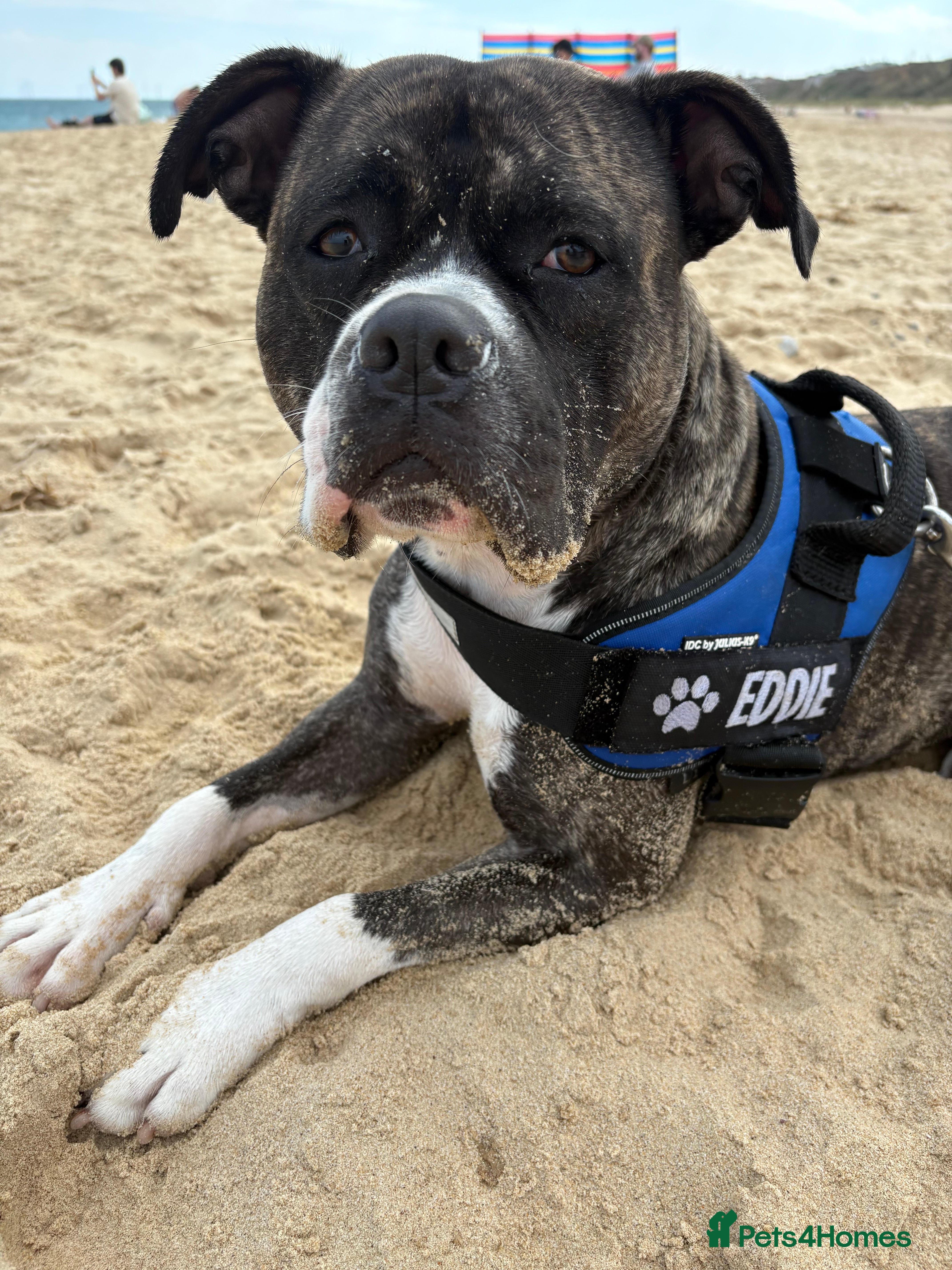 Staffordshire Bull Terrier dogs Staffy male 2 years 1 month  - Advert 1