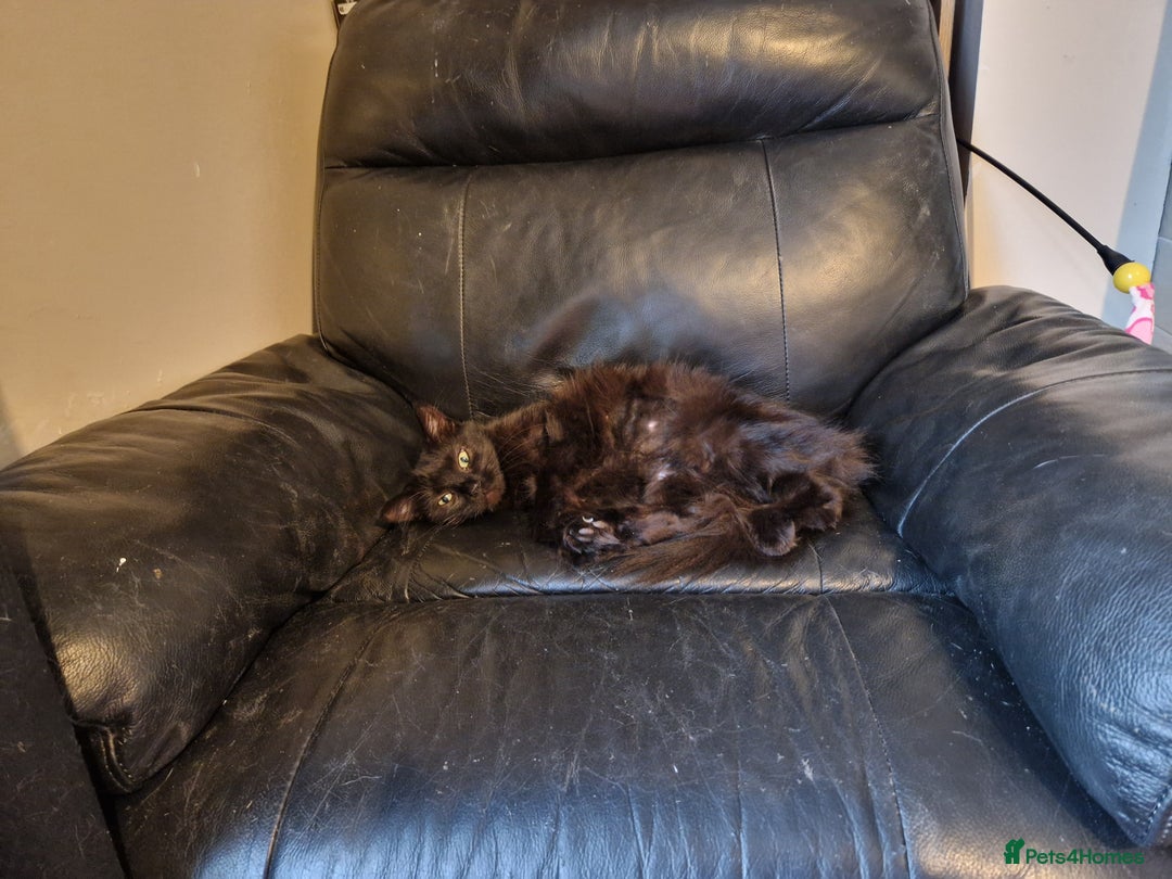 Mixed Breed cats for sale: Pretty little girl - Advert 3