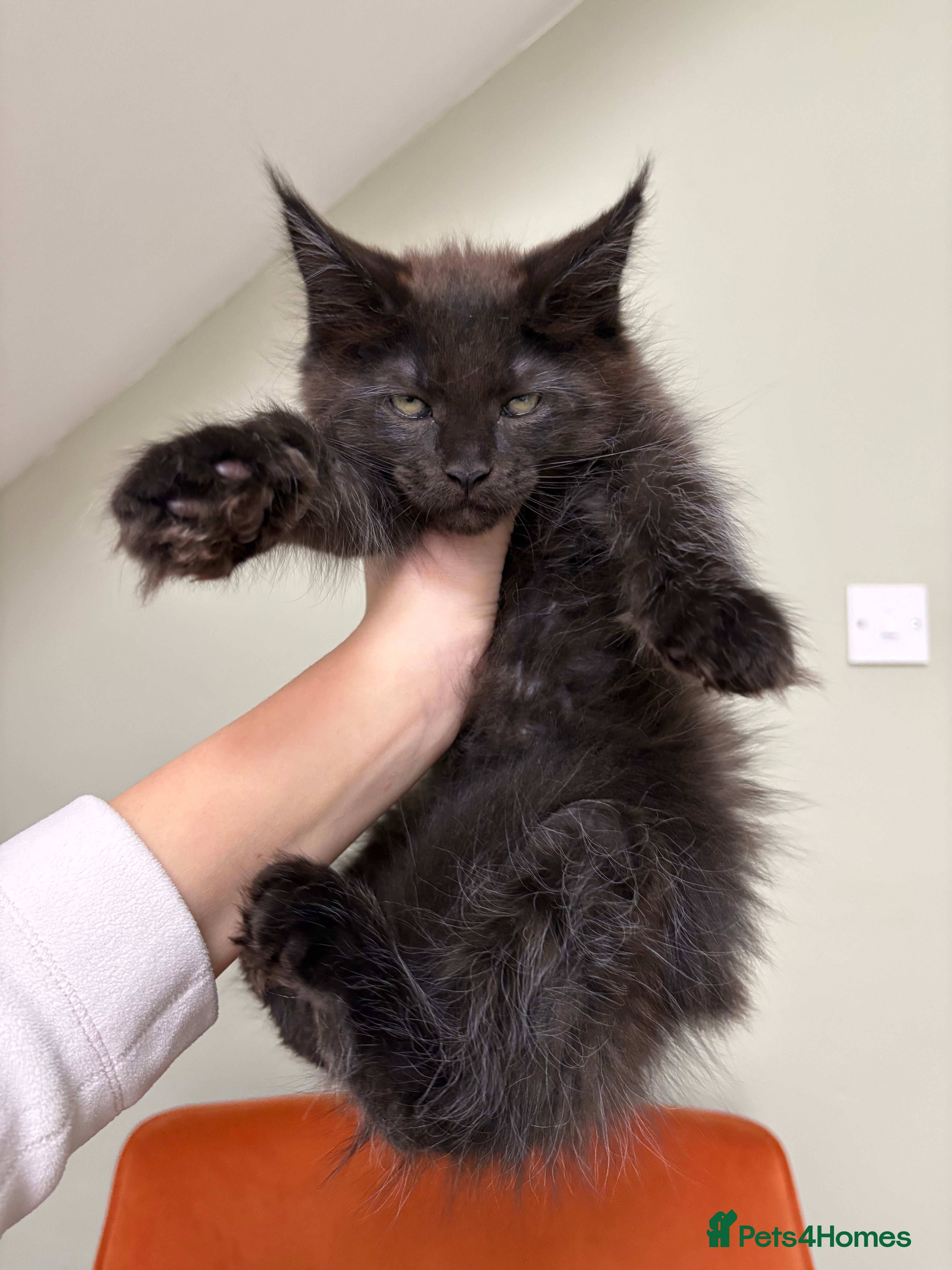 Maine Coon cats Champion bloodlines✨Breathtaking Maine Coon beauty - Advert 2