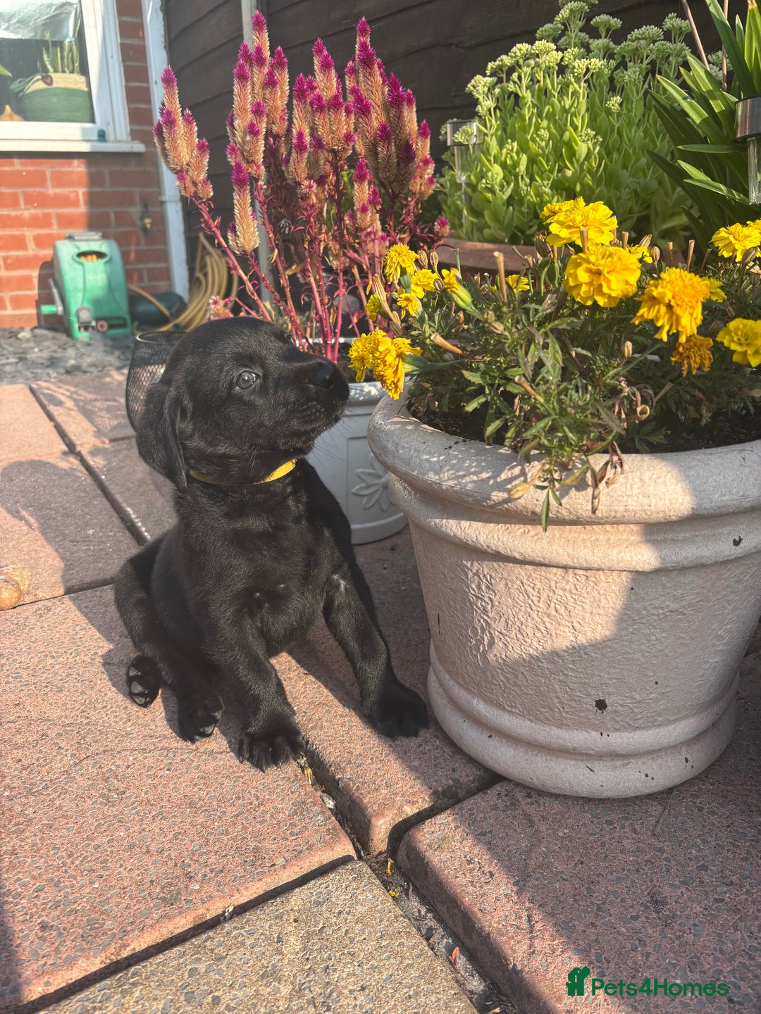 Labrador Retriever dogs for sale: Beautiful Pedigree Black Lab Puppies - Image 14