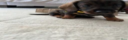 Miniature Dachshund dogs for sale: RKC Registered Miniature Wire - Haired Puppies  - Advert 2