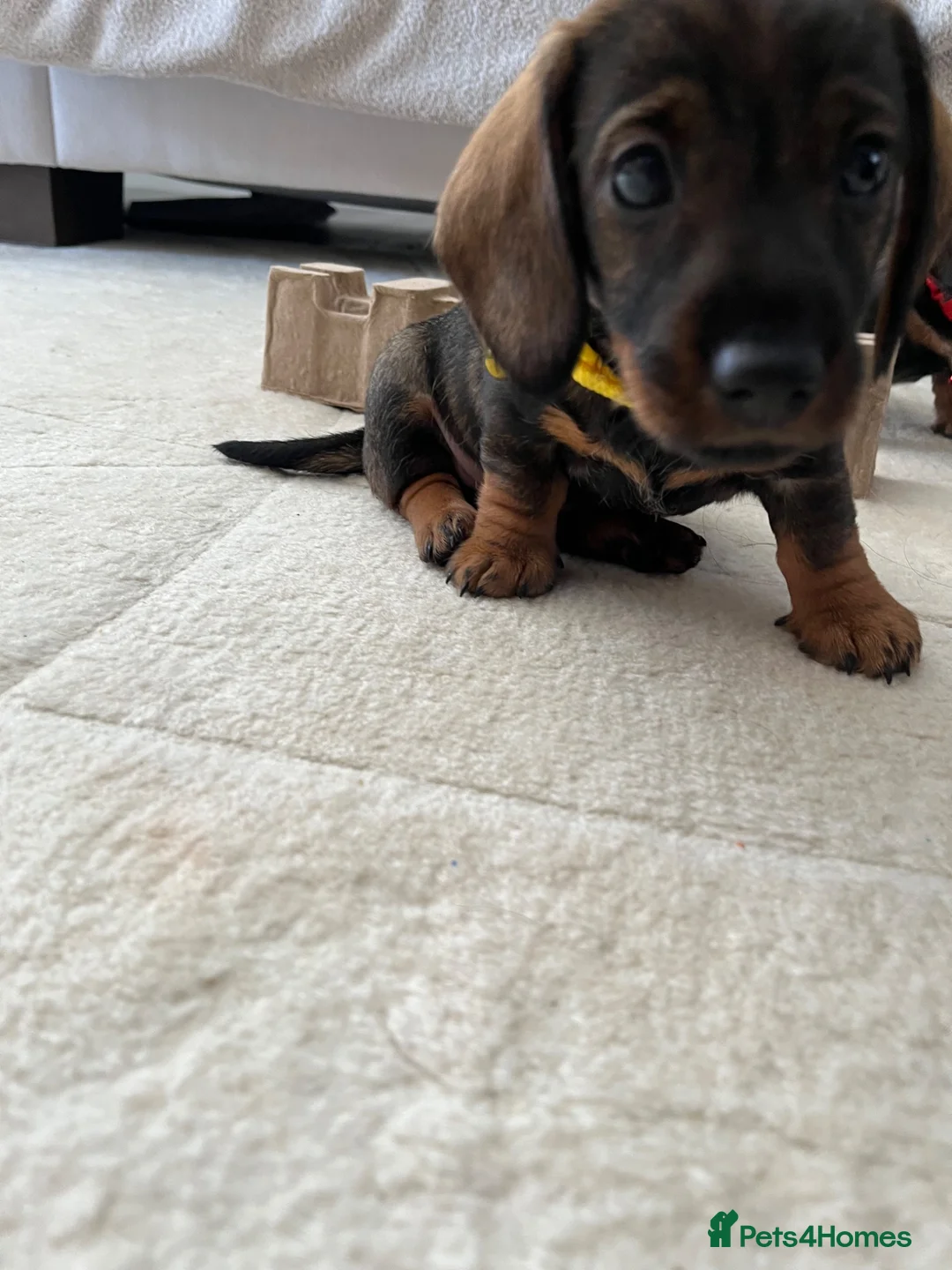 Miniature Dachshund dogs for sale: RKC Registered Miniature Wire - Haired Puppies  - Advert 2