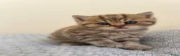 British Shorthair cats for sale: Golden Tabby British Shorthair Boy  - Advert 2