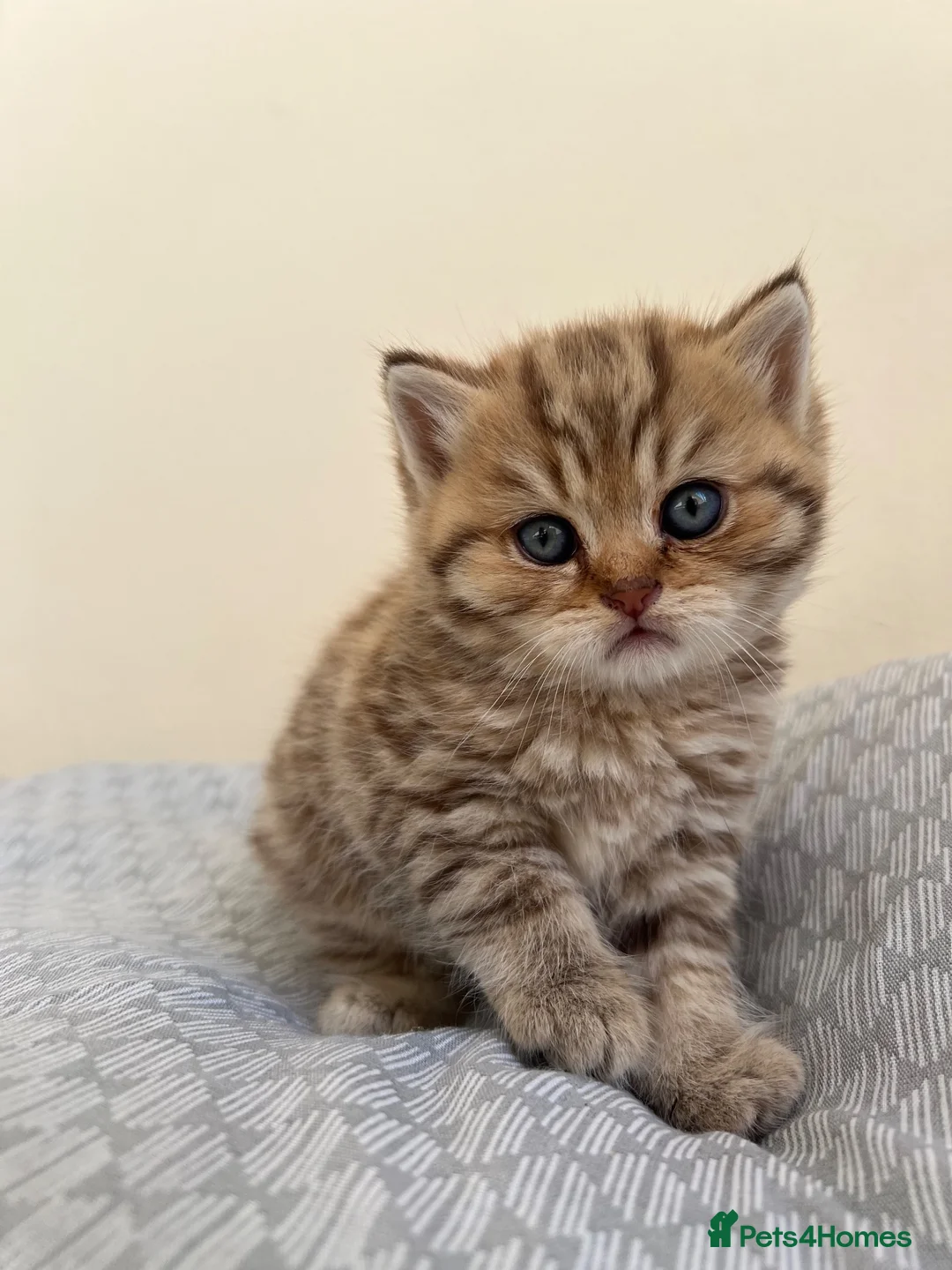 British Shorthair cats for sale: Golden Tabby British Shorthair Boy  - Advert 2