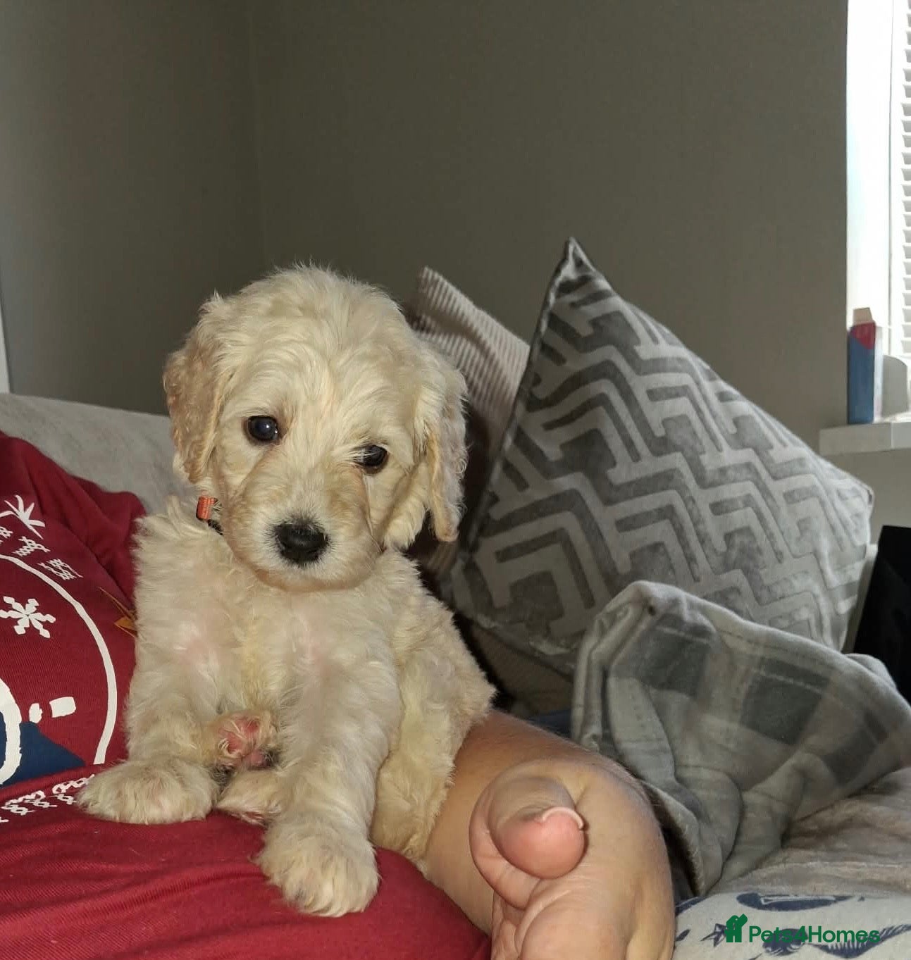 Saint Berdoodle dogs ❤️ Saint bernadoodle / Standard poodle💙 - Advert 2