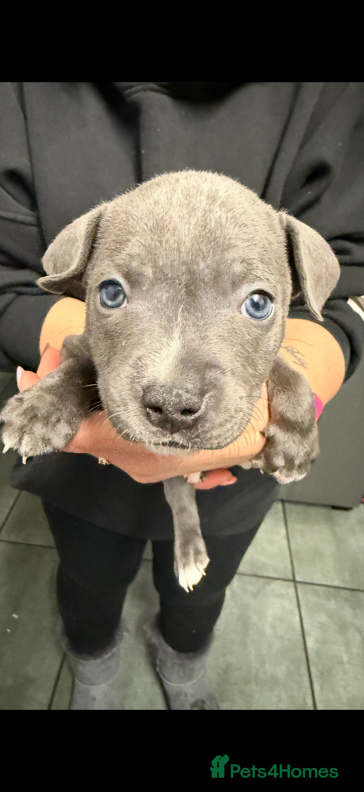 Staffordshire Bull Terrier dogs 1 boy left Blue Staffordshire bull terrier staffy - Advert 1