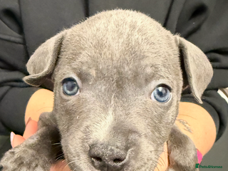 Staffordshire Bull Terrier dogs 1 boy left Blue Staffordshire bull terrier staffy - Advert 1