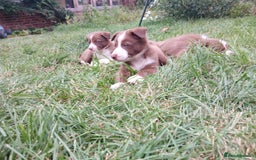 Border Collie dogs for sale: Delightful border collie pups  - Image 6