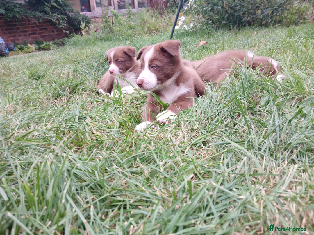 Border Collie dogs for sale: Delightful border collie pups  - Image 6