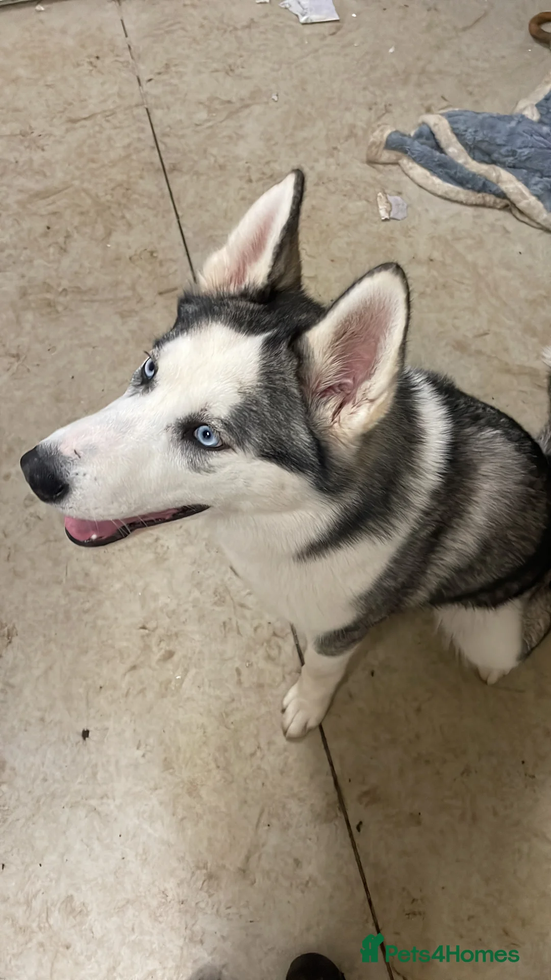 Siberian Husky dogs for sale: Husky  in Leicester - Advert 2