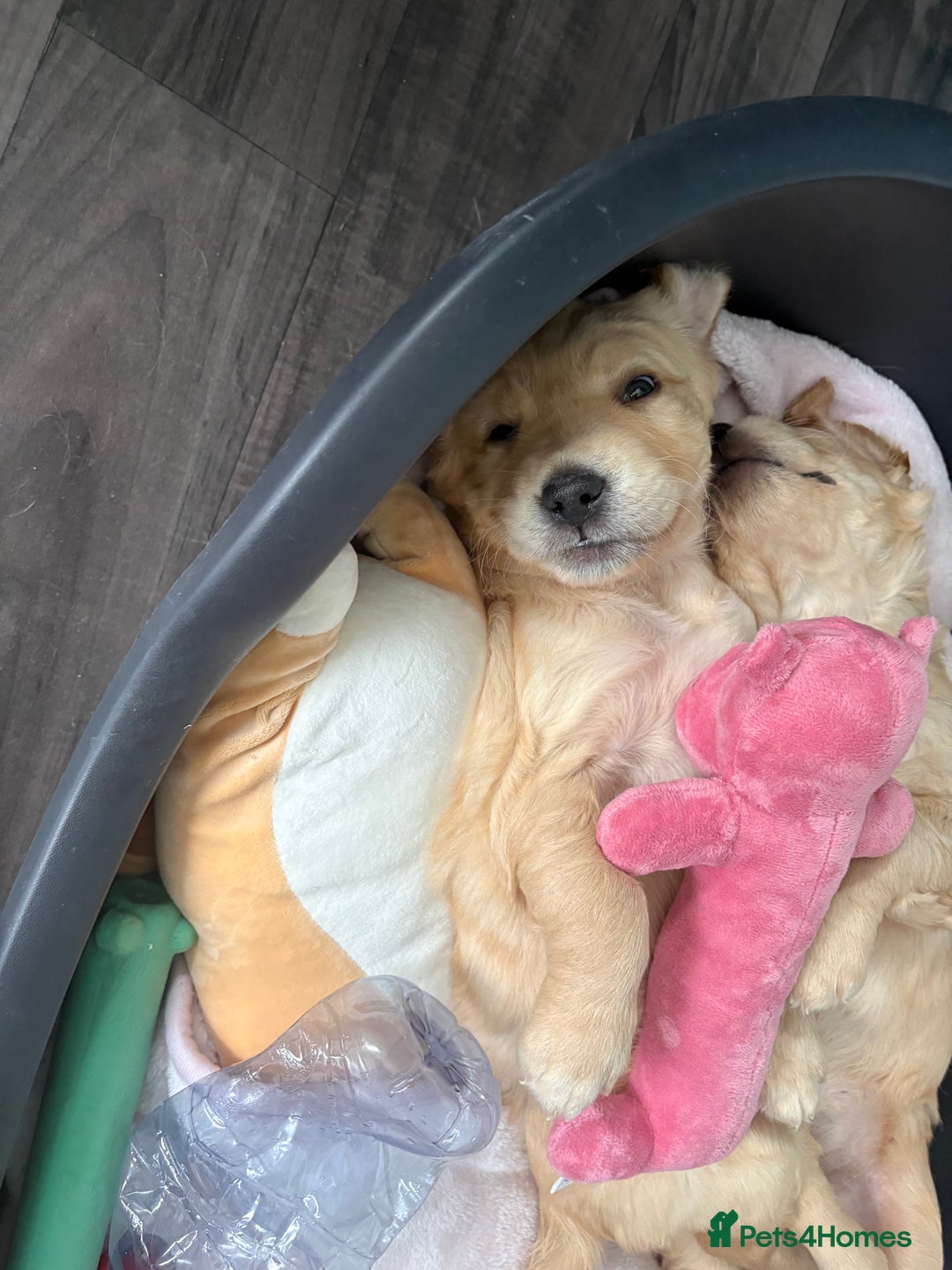 Golden Retriever dogs for sale: 💕 2 Golden Retriever Girls Left 💕 - Image 3